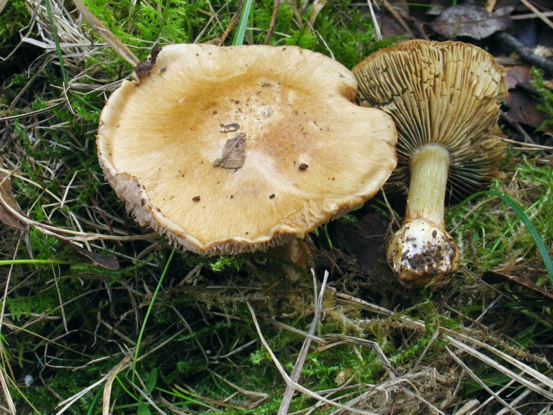 Cortinarius dionysae
